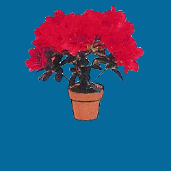 Bloemisterij Chris De Wispelaere